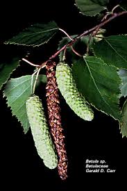 Attēlu rezultāti vaicājumam “Betula humilis male flower”