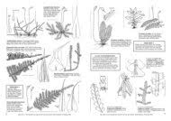 Attēlu rezultāti vaicājumam “Serpoleskea subtilis”