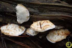 Attēlu rezultāti vaicājumam “Postia fragilis”