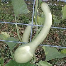 Image result for tromboncino