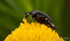 Attēlu rezultāti vaicājumam “Scardia boletella”