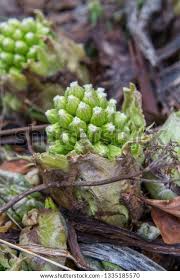Attēlu rezultāti vaicājumam “Petasites spurius flower”