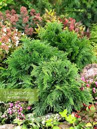 Attēlu rezultāti vaicājumam “Thuja plicata flower”