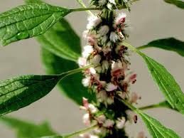 Image result for Leonurus cardiaca