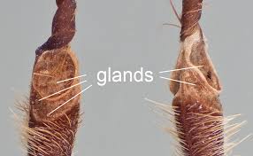 Attēlu rezultāti vaicājumam “Diachea muscorum stalked”