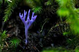 Attēlu rezultāti vaicājumam “Ramariopsis pulchella”