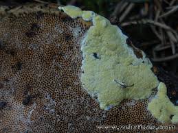 Attēlu rezultāti vaicājumam “Hypocrea pulvinata”