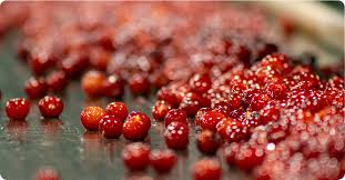 Attēlu rezultāti vaicājumam “Saxifraga cymbalaria fruit”