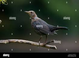 Attēlu rezultāti vaicājumam “Turdus merula juvenile”