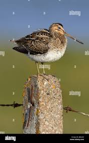 Attēlu rezultāti vaicājumam “Gallinago gallinago nest”