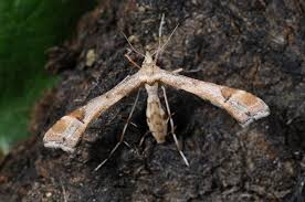 Attēlu rezultāti vaicājumam “Platyptilia gonodactyla”