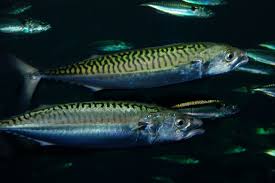 Image result for Scomber scombrus