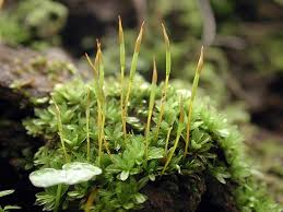 Attēlu rezultāti vaicājumam “Tortula subulata”