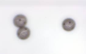 Attēlu rezultāti vaicājumam “Physarum viride var. aurantium macro”