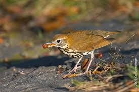 Image result for Hylocichla mustelina