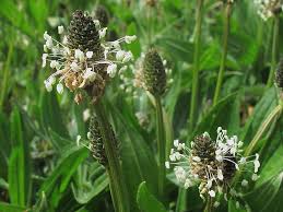 Attēlu rezultāti vaicājumam “Plantago uniflora flower”