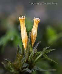 Attēlu rezultāti vaicājumam “Orthotrichum speciosum sporophyte”