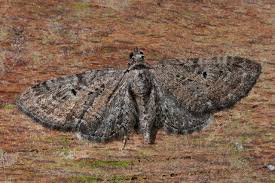 Attēlu rezultāti vaicājumam “Eupithecia pusillata”