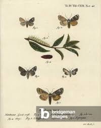 Attēlu rezultāti vaicājumam “Craniophora ligustri larva”