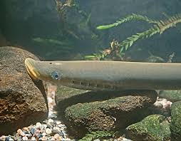 Attēlu rezultāti vaicājumam “Lampetra fluviatilis”