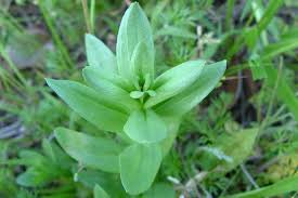 Attēlu rezultāti vaicājumam “Centaurium erythraea bud”