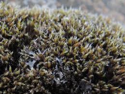 Attēlu rezultāti vaicājumam “Schistidium apocarpum”