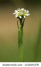 Attēlu rezultāti vaicājumam “Arabis hirsuta”