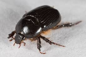 Attēlu rezultāti vaicājumam “Scarabaeidae”