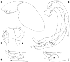 Attēlu rezultāti vaicājumam “Psallus sp.”