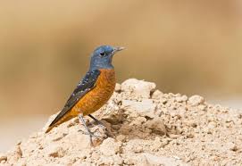 Image result for Monticola saxatilis