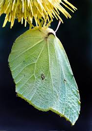 Attēlu rezultāti vaicājumam “Gonepteryx rhamni upperside”