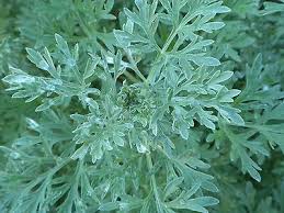 Attēlu rezultāti vaicājumam “Artemisia absinthium leaf”