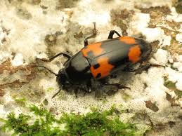 Attēlu rezultāti vaicājumam “Triplax russica”