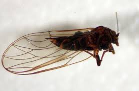 Attēlu rezultāti vaicājumam “Sternorrhyncha”