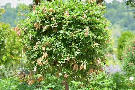 Image result for Colutea arborescens