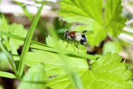 Attēlu rezultāti vaicājumam “Leucozona lucorum”