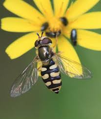 Attēlu rezultāti vaicājumam “Eupeodes corollae”