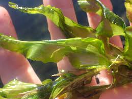 Attēlu rezultāti vaicājumam “Potamogeton praelongus”