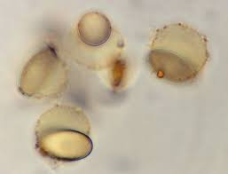 Attēlu rezultāti vaicājumam “Peziza flavida”