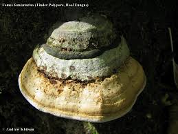 Attēlu rezultāti vaicājumam “Fomes fomentarius”