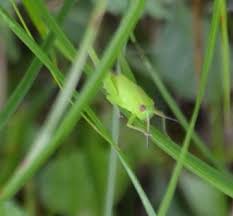 Attēlu rezultāti vaicājumam “Tettigonia cantans”