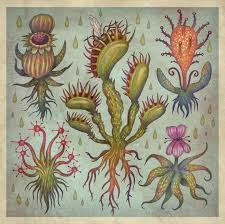 Attēlu rezultāti vaicājumam “Arcyria minuta”