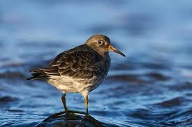 Attēlu rezultāti vaicājumam “Calidris maritima”