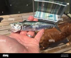 Image result for Scomberomorus maculatus