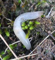 Attēlu rezultāti vaicājumam “Krynickillus melanocephalus”