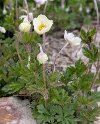 Attēlu rezultāti vaicājumam “Anemone sylvestris leaf”