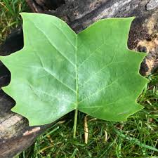 Attēlu rezultāti vaicājumam “Liriodendron tulipifera leaf”