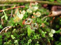 Attēlu rezultāti vaicājumam “Cladonia pyxidata”