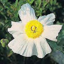 Image result for Romneya coulteri