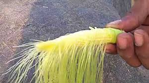 Attēlu rezultāti vaicājumam “Zea mays male flower”